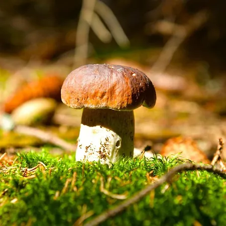 Osada Aurora Caloroczne Z Jacuzzi Z Widokiem Na Jezioro I Gory Ferienhaus